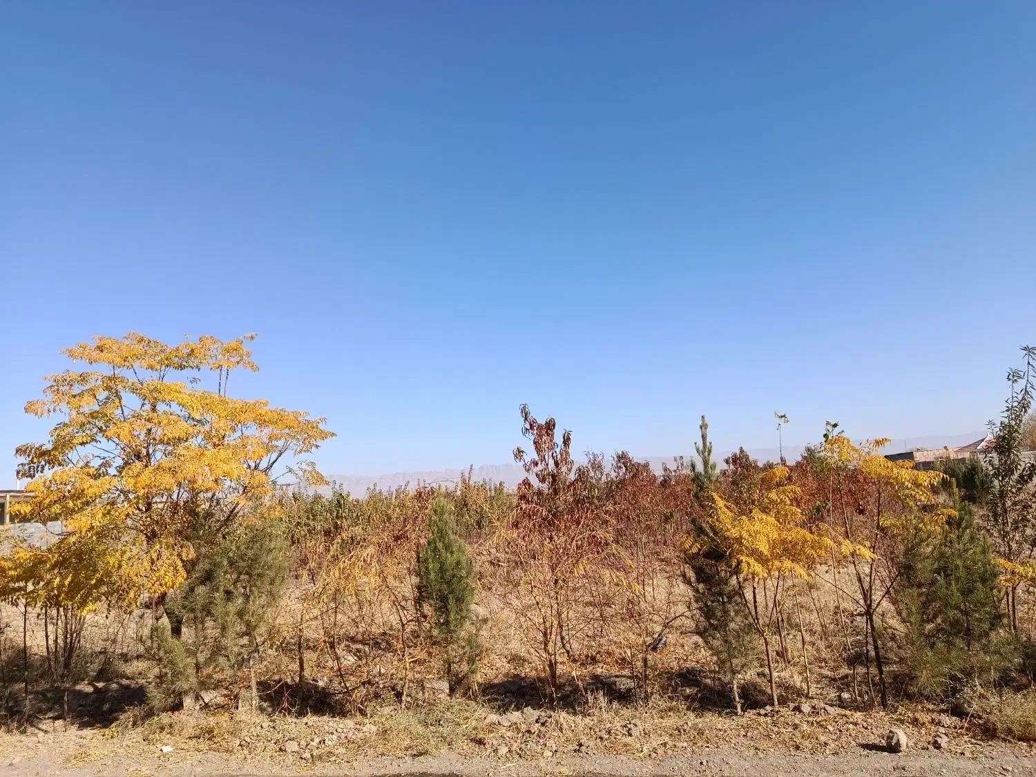 نهال میوه  سه ساله|خدمات باغبانی و درختکاری|مشهد, دهشک|دیوار