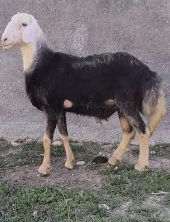 گوسفند زنده|حیوانات مزرعه|قم, قلعه کامکار|دیوار