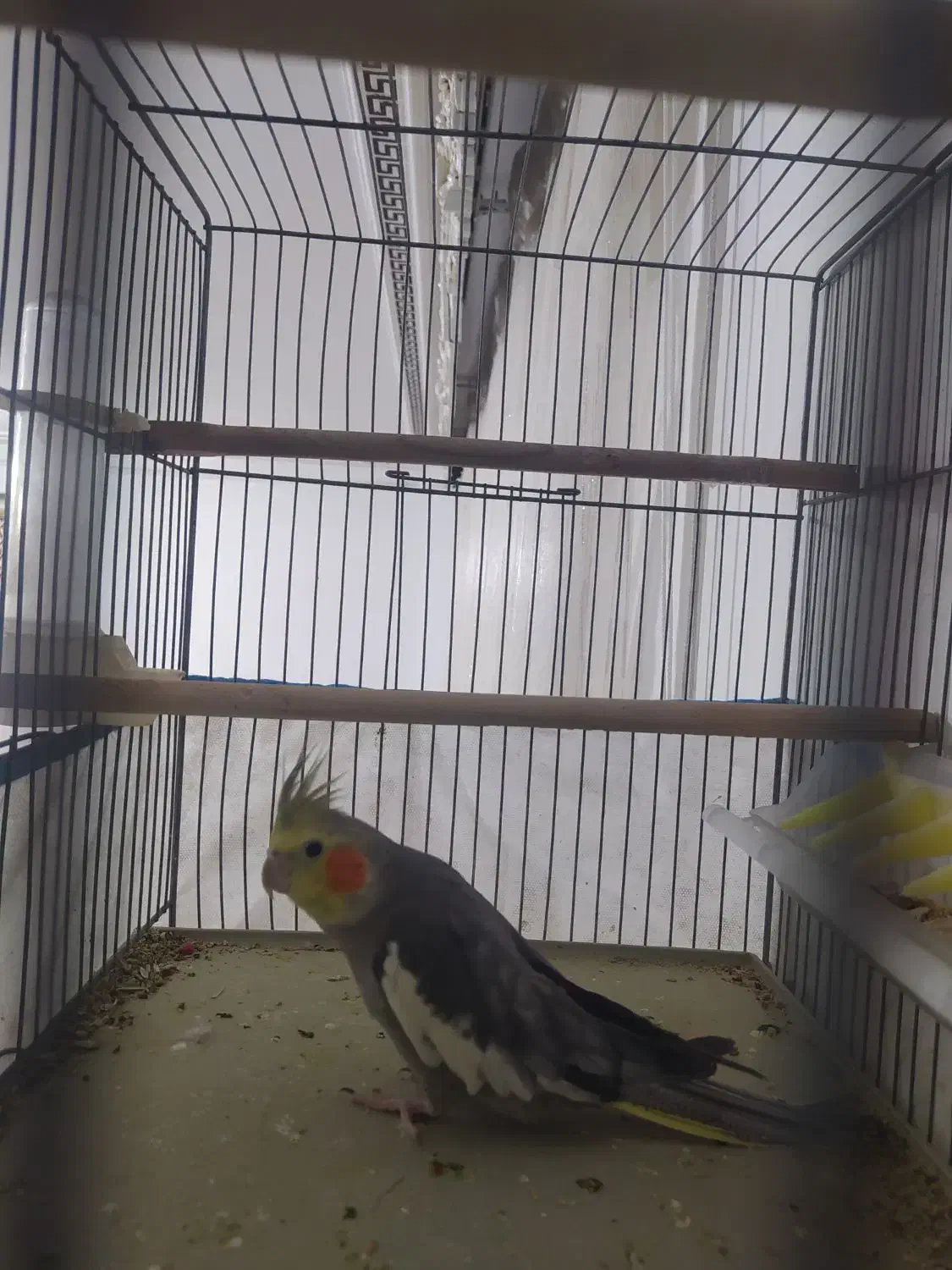 پرنده طوطی عروس هلندی رام|پرنده|سنندج, |دیوار