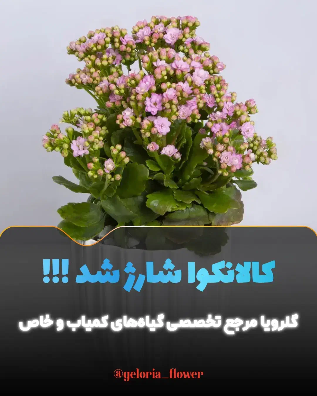 کالانکوا زیبا،خاص،مقوام فقط ۱۵۰ تومن در گلوریا|گل و گیاه طبیعی|قم, پردیسان|دیوار