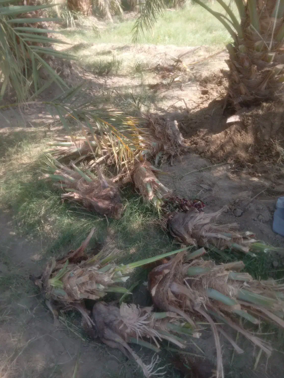 فروش پاجوش نخل مضافتی|گل و گیاه طبیعی|کلاتان, |دیوار