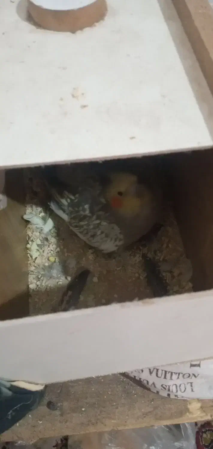 عروس هلندی جفت مولد|پرنده|خوی, |دیوار