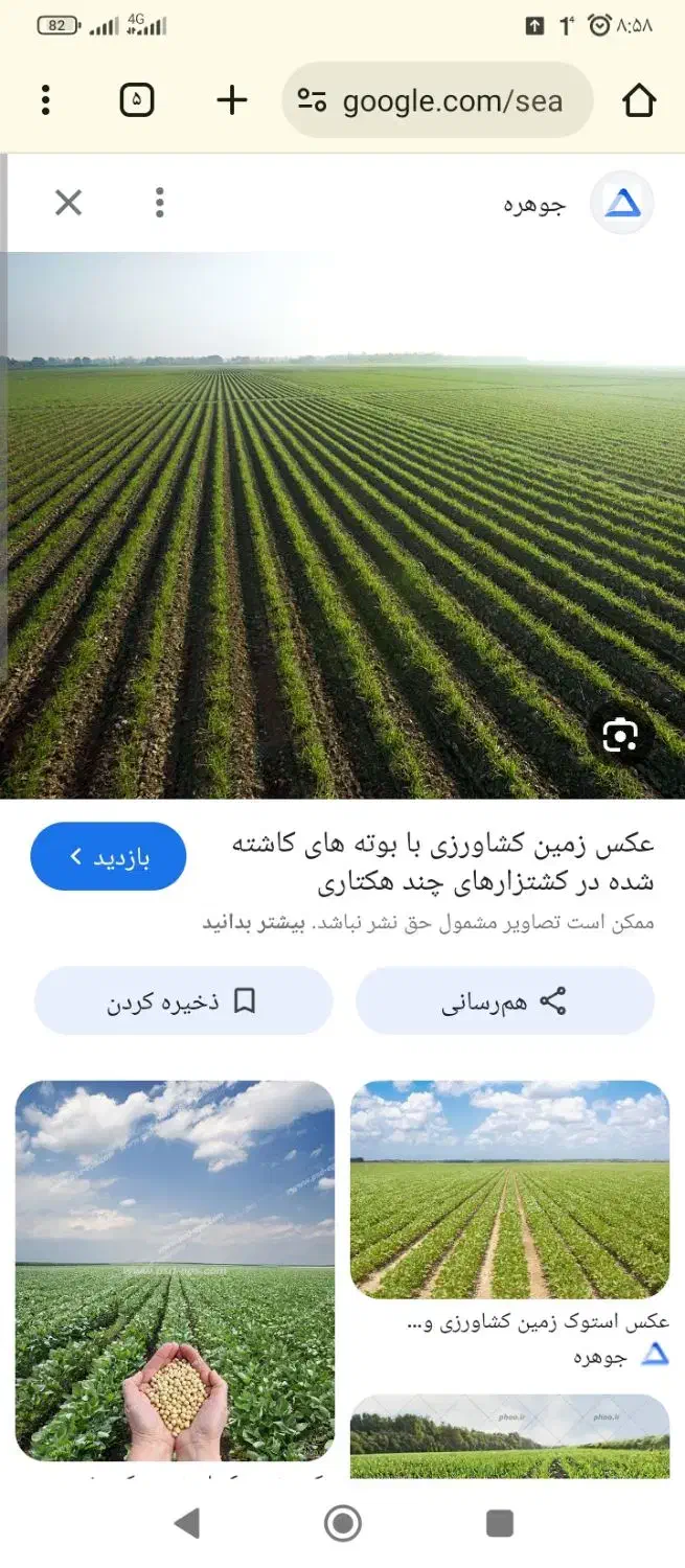 شبدر و گیاه|لوازم جانبی حیوانات|سنقر, |دیوار