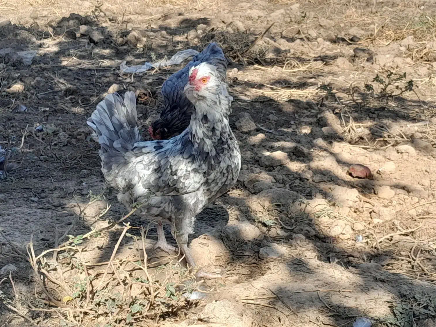 مرغ و خروس گلین و محلی|حیوانات مزرعه|سنگدوین, |دیوار