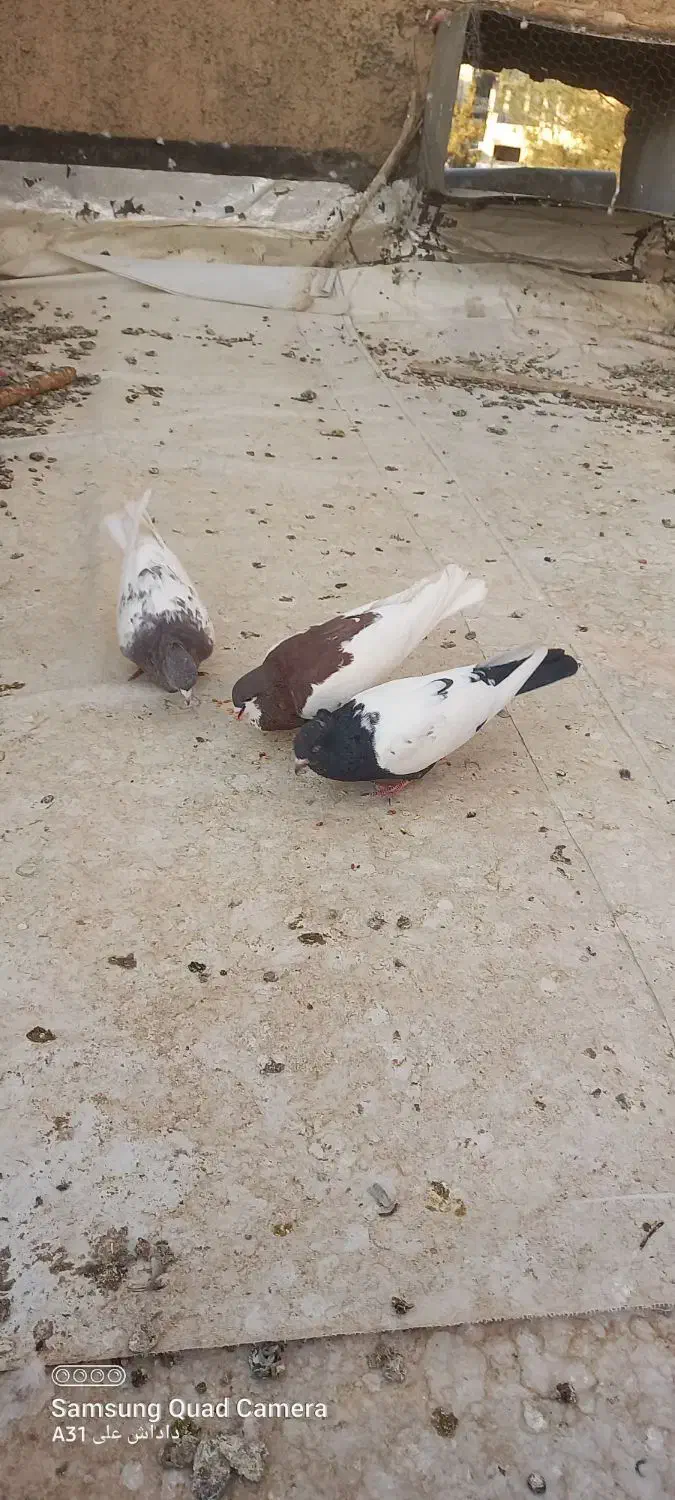 کبوتر|پرنده|مبارکه, |دیوار