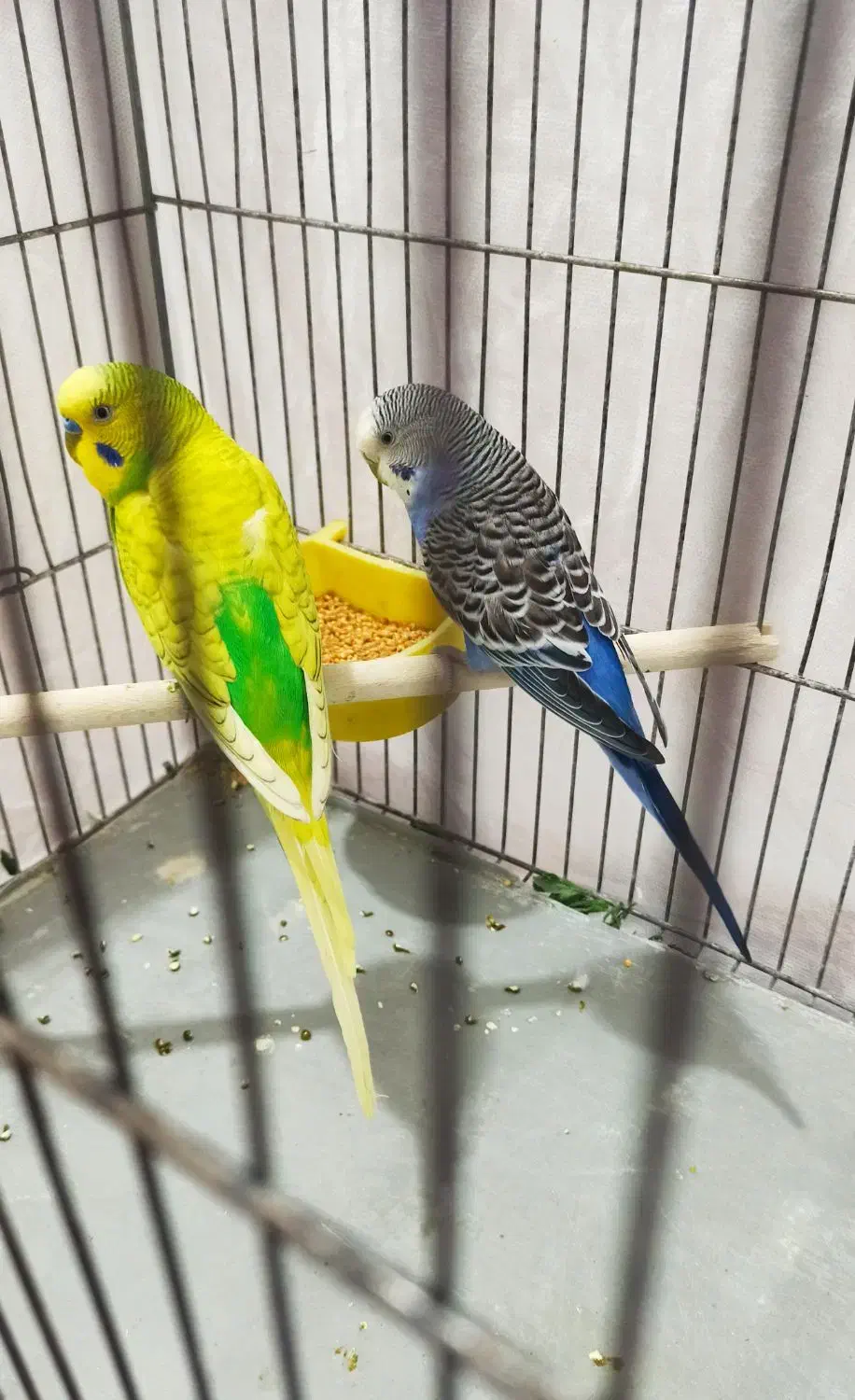 یک جفت مرغ عشق مولد بهمراه دوتا جوجه عروس هلندی|پرنده|نرماشیر, |دیوار