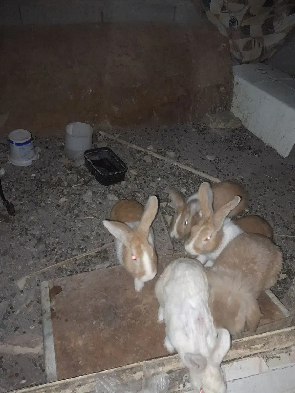 خرگوش نژاد جرسی. فروش فوری|موش و خرگوش|بم, |دیوار