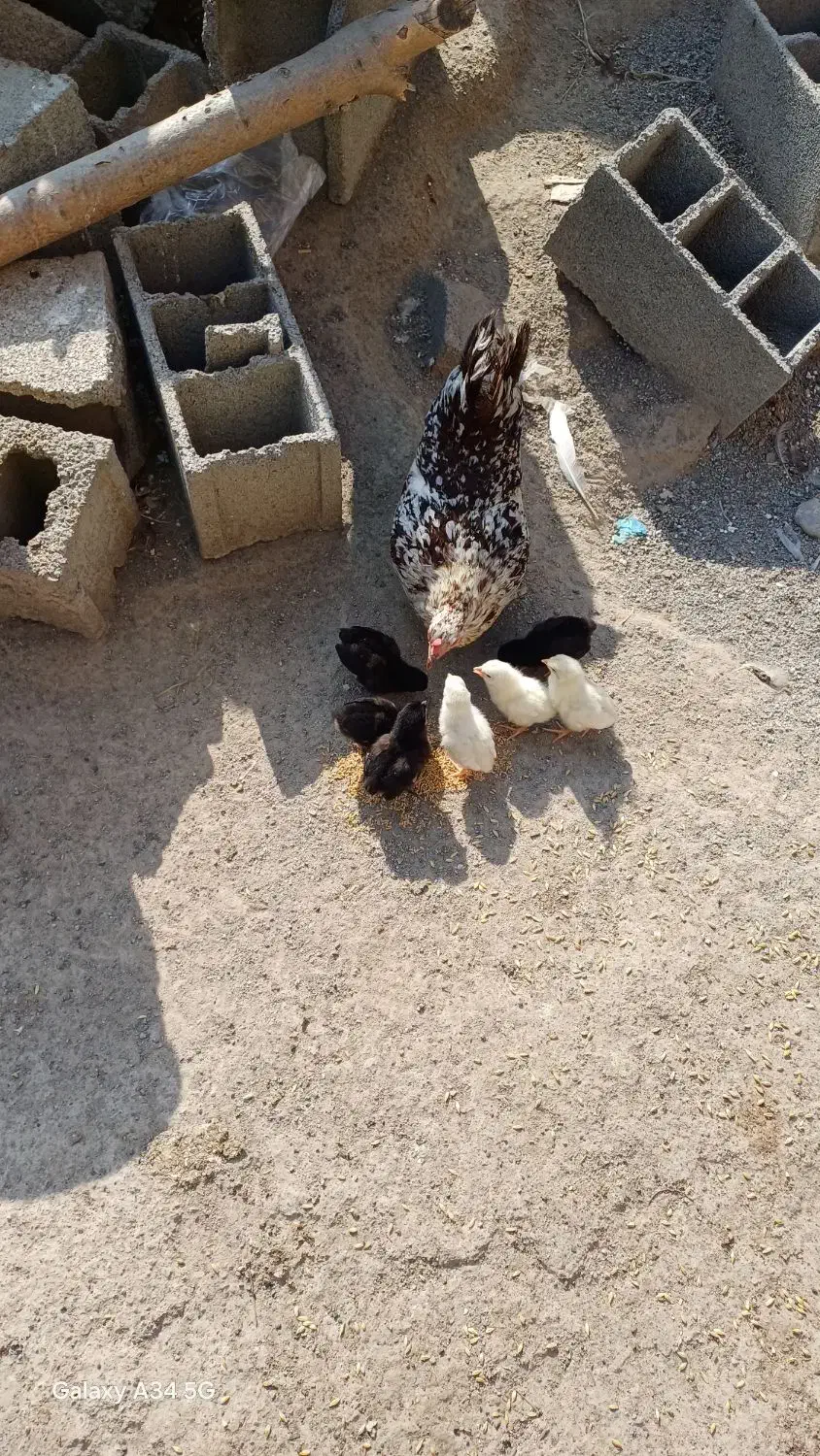 مرغ چهل تاژبا ۷ جوجهج|حیوانات مزرعه|جلین, |دیوار