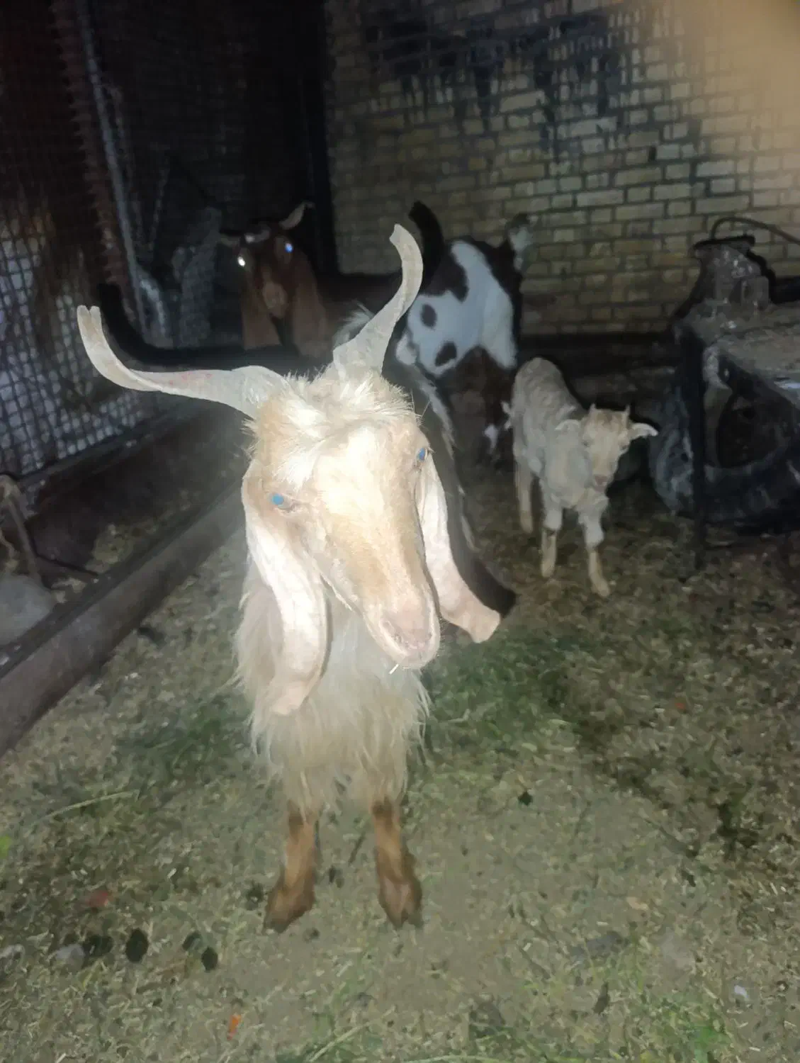 دو بز و یه بیگ|حیوانات مزرعه|گتوند, |دیوار