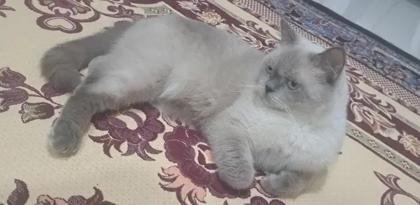 گربه میکس|گربه|کرمان, |دیوار