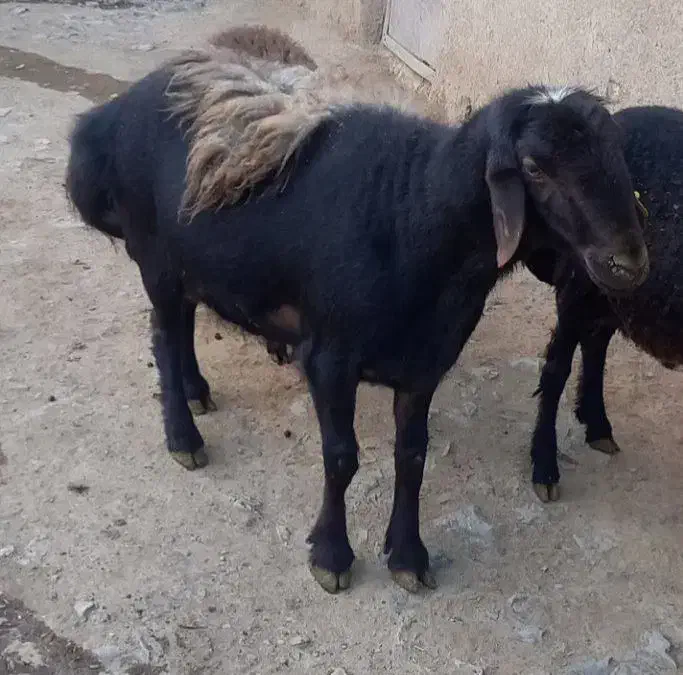 vhchcc|چرخ خیاطی و ریسندگی|سردرود, |دیوار