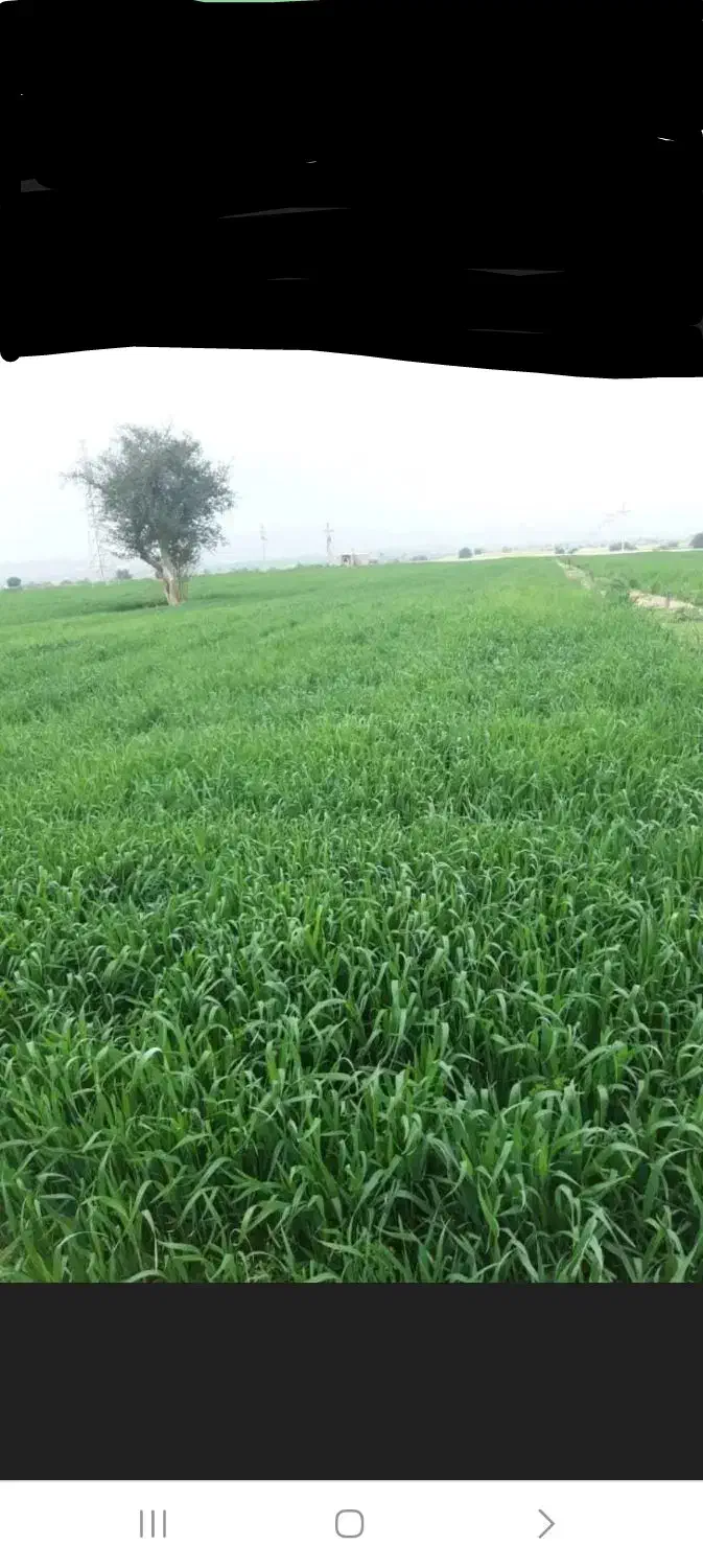 اجاره ۸ هکتار|اجارهٔ دفتر صنعتی، کشاورزی، تجاری|دوگنبدان, |دیوار