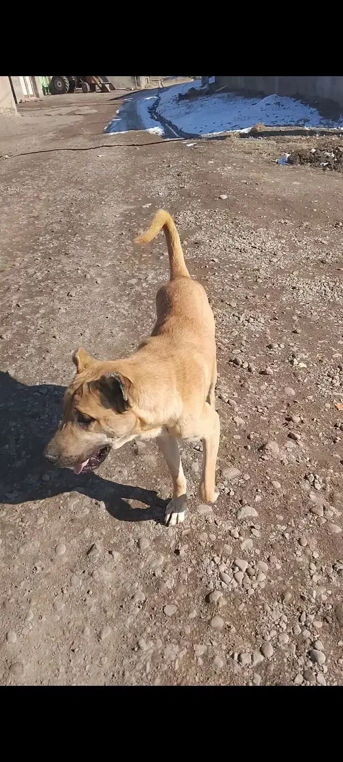 سگ سرابی ۲ساله|سگ|هشترود, |دیوار