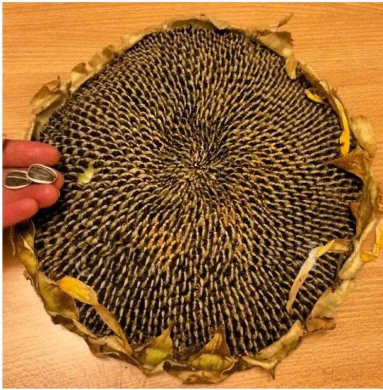 کسی خواست در خدمتم|عمده‌فروشی|موگرمون, |دیوار