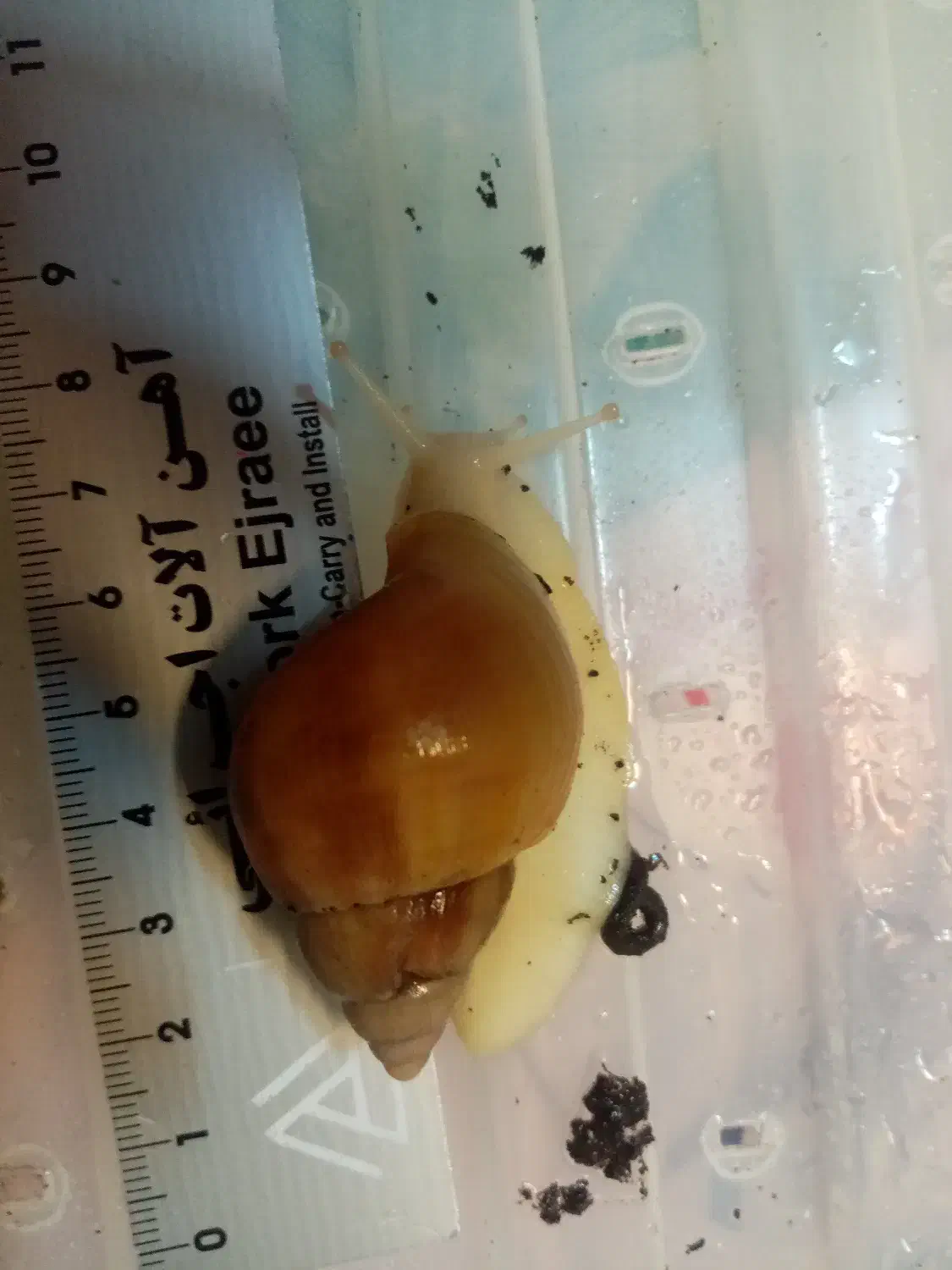 حلزون آچاتینا 3ماه 4سانت|خزنده|مشهد, اقبال|دیوار