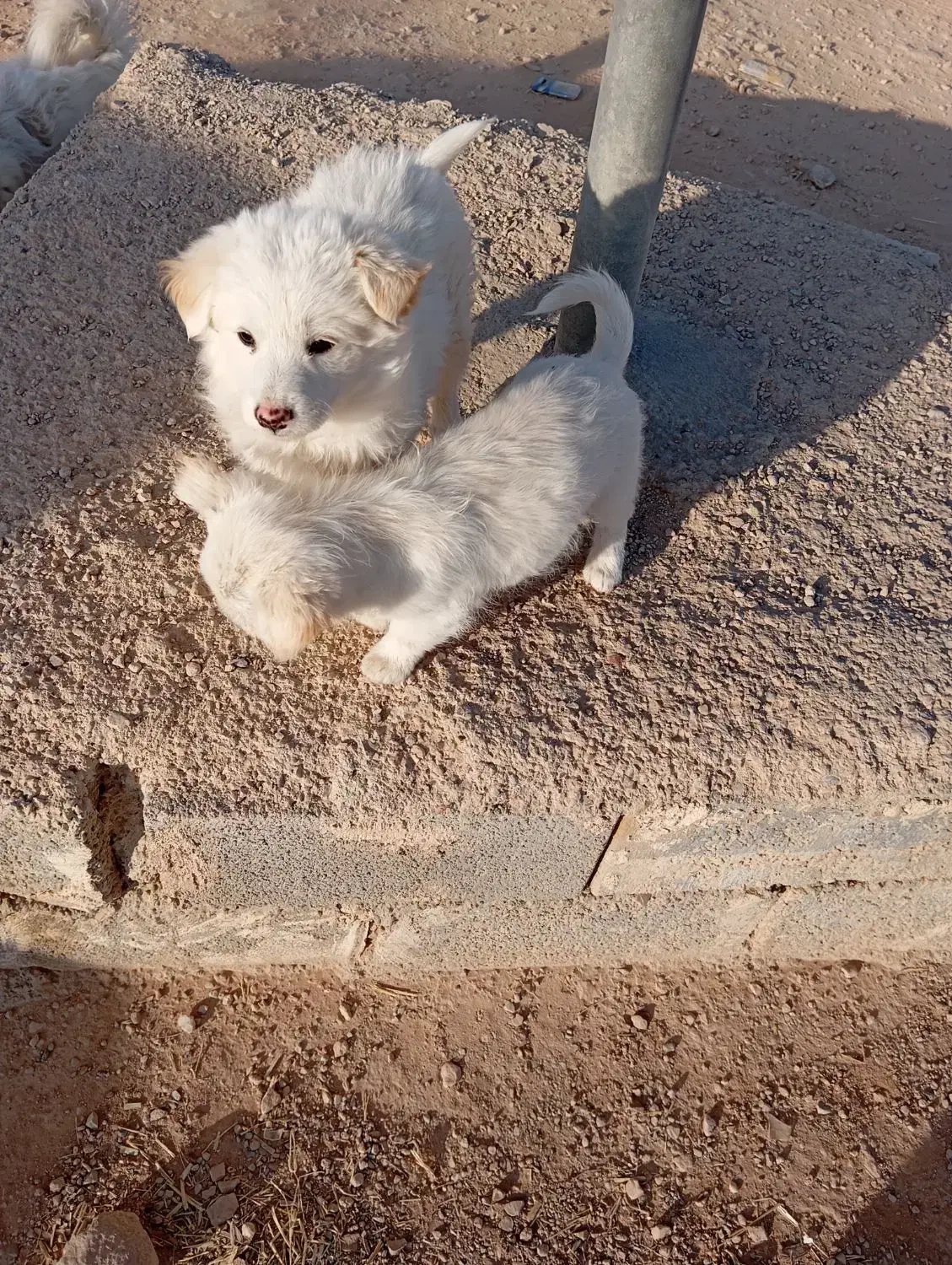 توله اشپیتز پامر|سگ|شیراز, داریون|دیوار