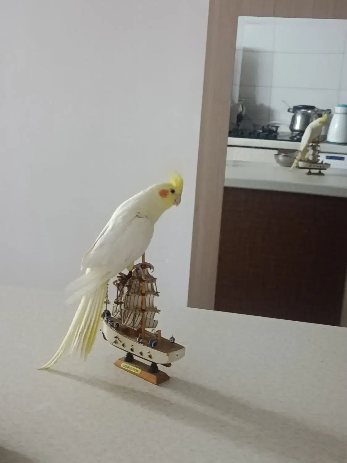 عروس هلندی|پرنده|کرمان, |دیوار