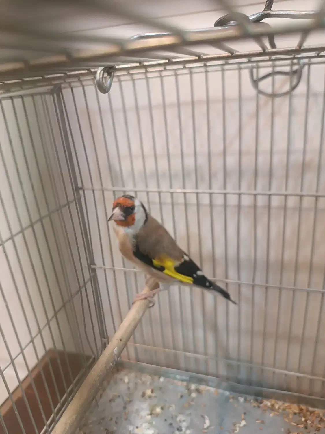 سهره کهنه و پاییزه|پرنده|دورود, |دیوار