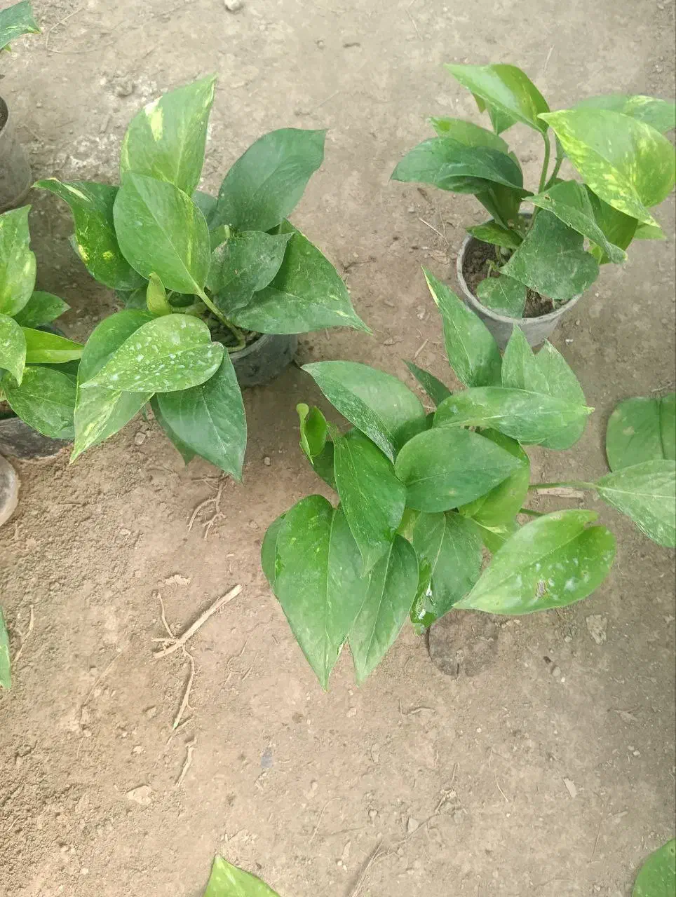 پتوس ابلق نشایی گلدان 10|گل و گیاه طبیعی|بابل, |دیوار