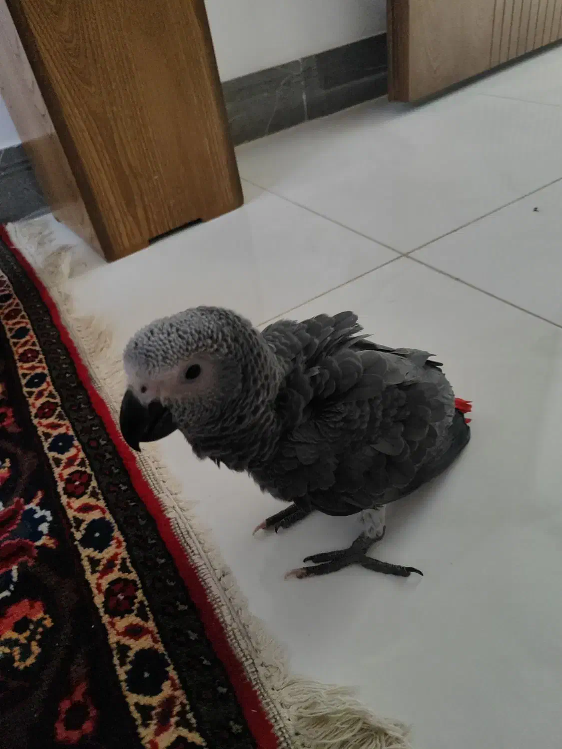 جوجه کاسکو|پرنده|اصفهان, باغ زرشک|دیوار