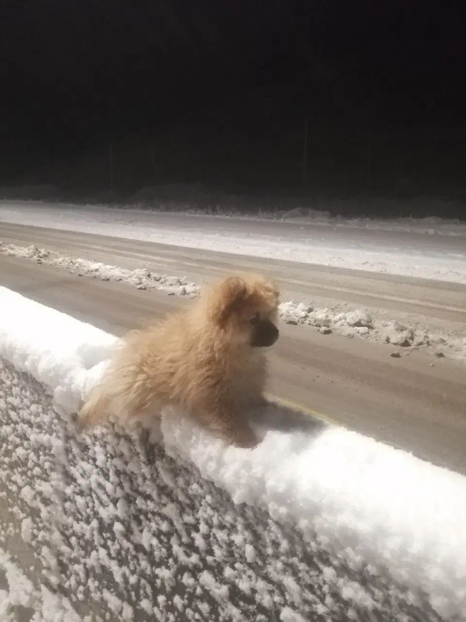 سگ پامر خرسی|سگ|شیراز, ارم|دیوار