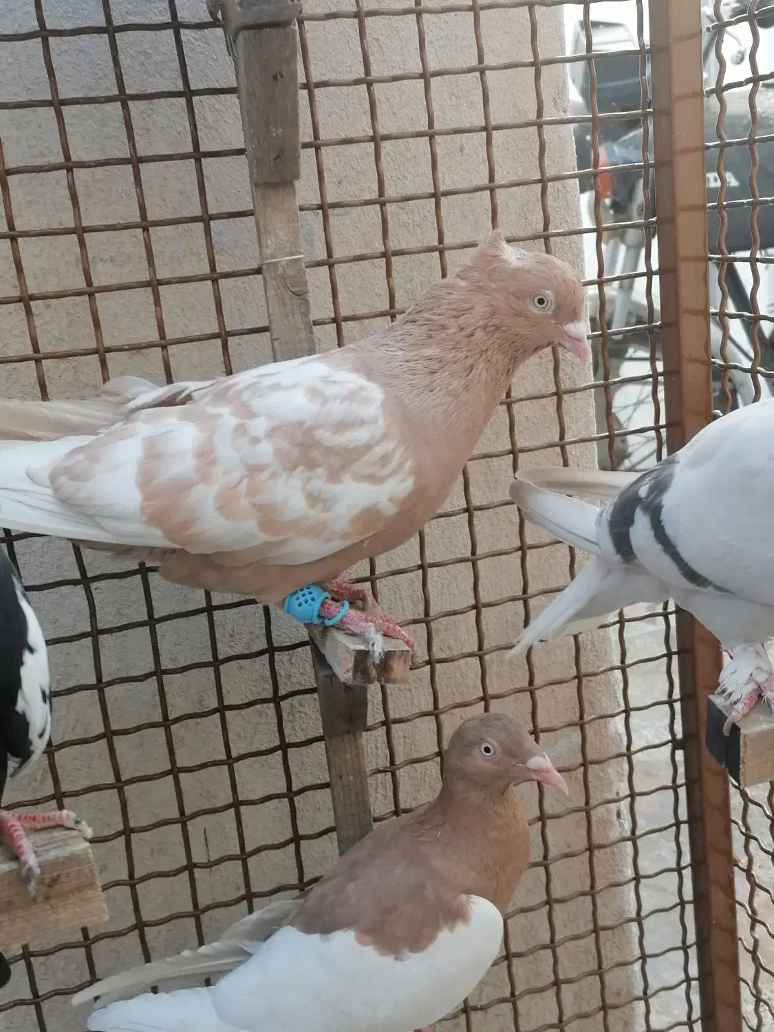 7 عدد کبوتر هوایی بازی کن با گنجه|پرنده|شیراز, نیستان|دیوار