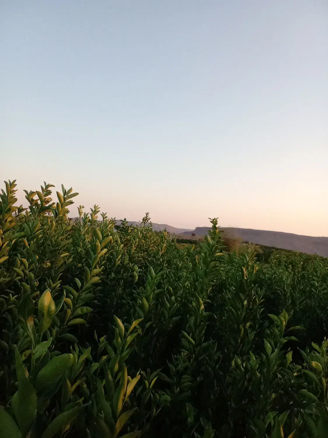 انواع نهال مرکبات|خدمات باغبانی و درختکاری|جیرفت, |دیوار