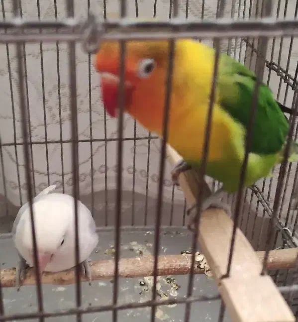 طوطی برزیلی|پرنده|کرمان, |دیوار