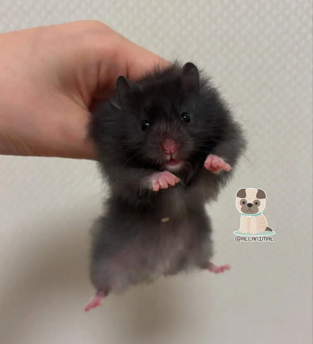 همستر روبروفسکی|موش و خرگوش|ایلام, |دیوار