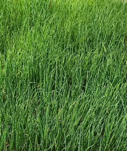 تیم محلی قرمز|خوردنی و آشامیدنی|دهدشت, |دیوار