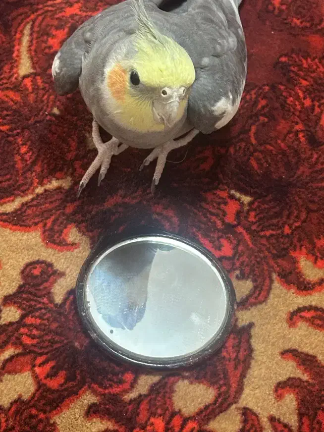 عروس هلندی گمشده|پرنده|تهران, شیوا|دیوار