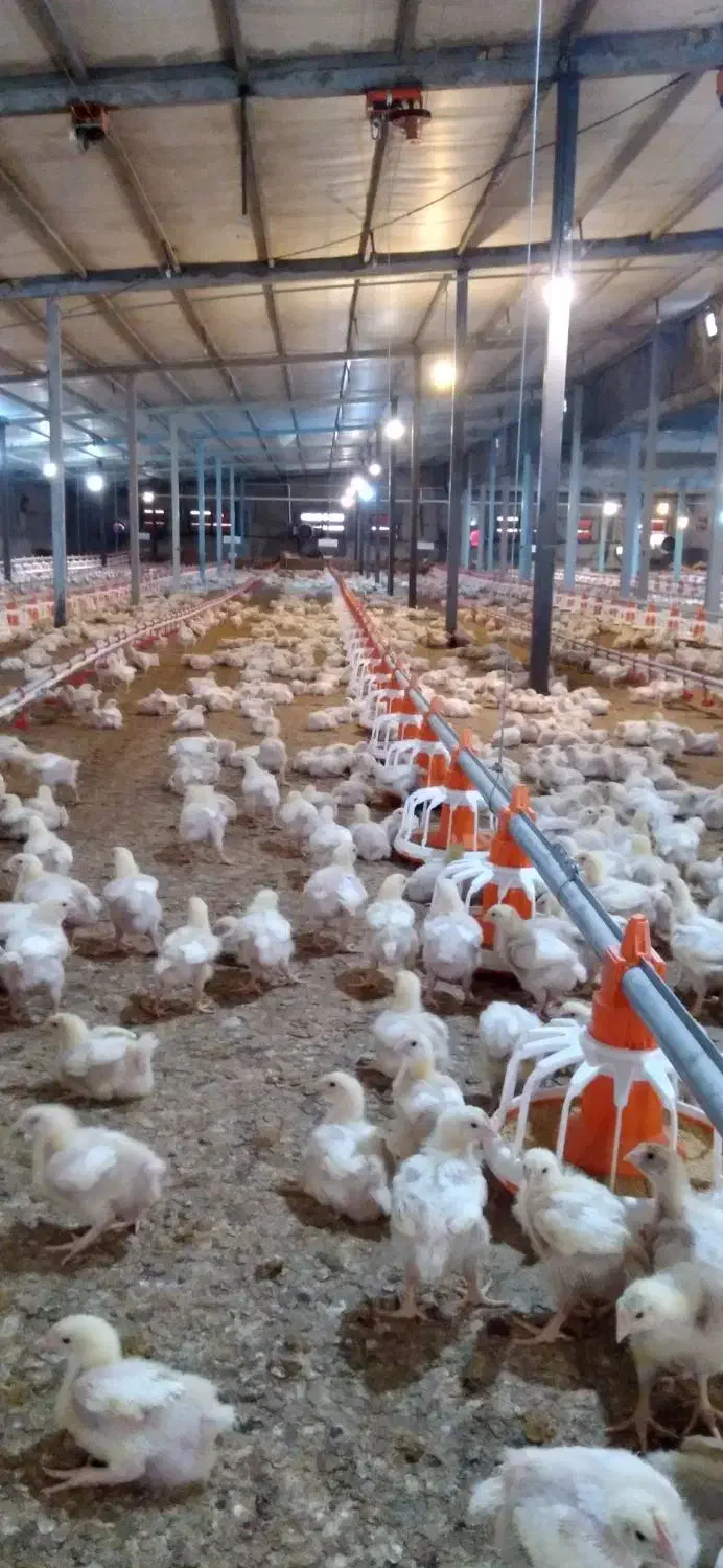 استخدام کارگر مرغداری|استخدام صنعتی، فنی، مهندسی|اهر, |دیوار