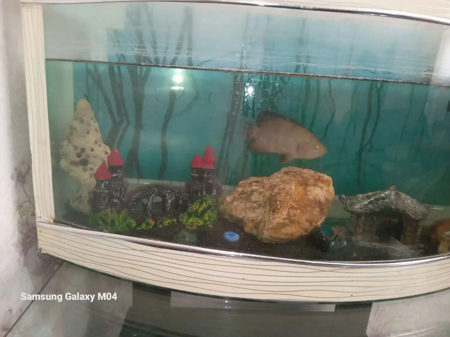 اکواریو سالم|ماهی|باسمنج, |دیوار