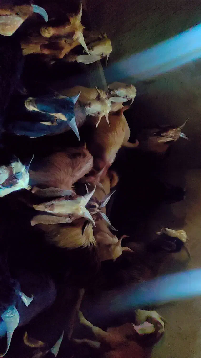 ده جفت چپش نر|حیوانات مزرعه|دورود, |دیوار