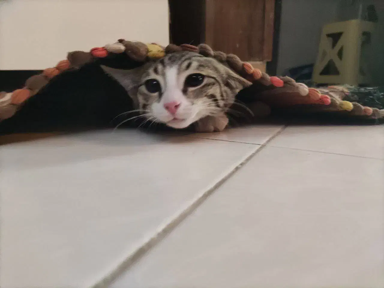 گربه گمشده|حیوانات|تهران, اختیاریه|دیوار