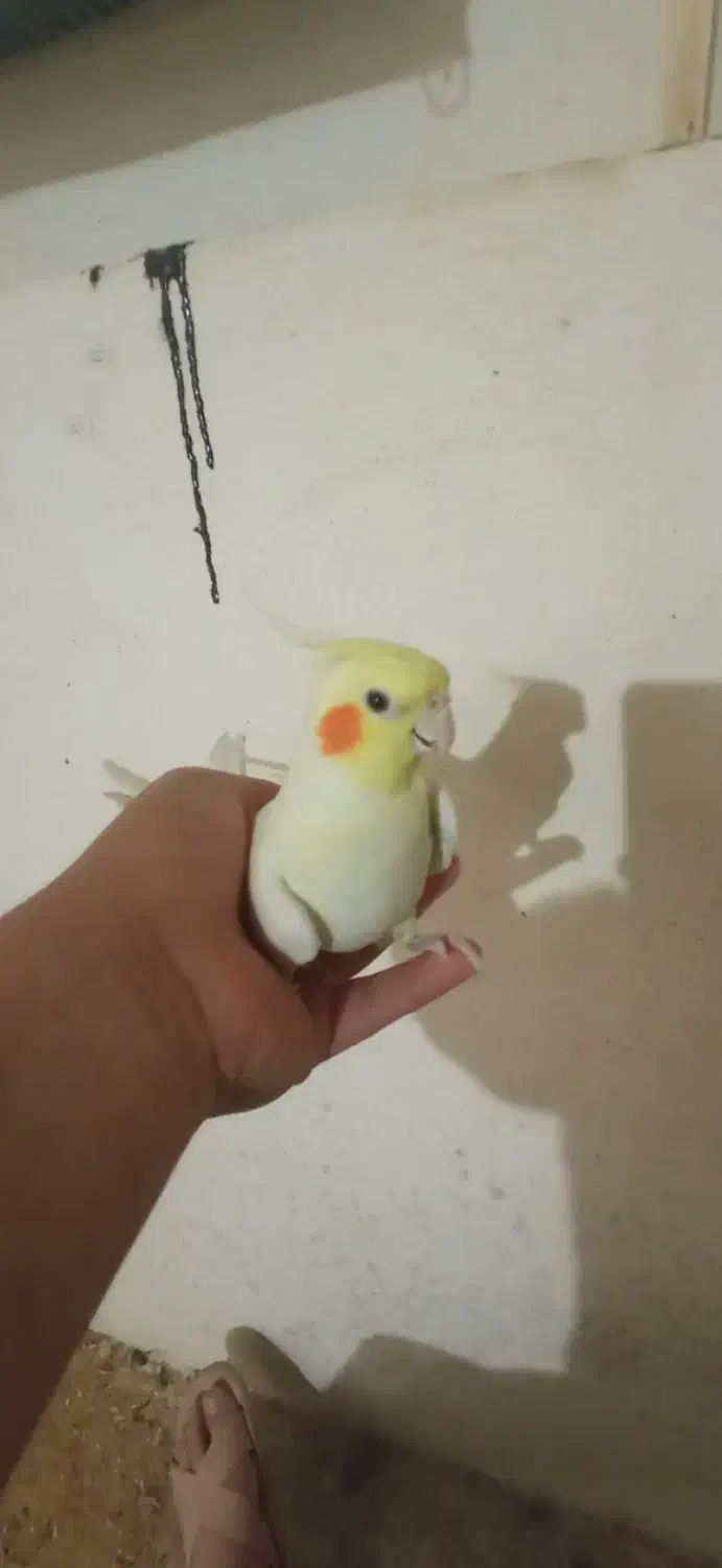 عروس هلندی جفت مولد|پرنده|دیواندره, |دیوار