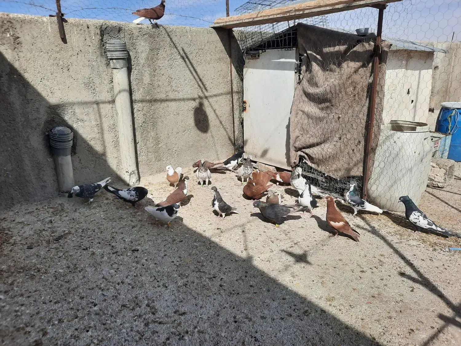 دسه کفتر رنگی|پرنده|ارژن, |دیوار