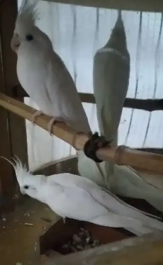 عروس هلندی سفید آلبینو|پرنده|قائم‌شهر, |دیوار