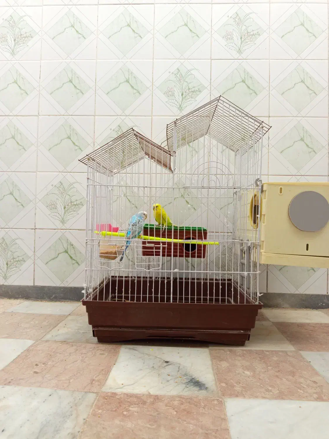مرغ عشق با قفس آبی انگلیسی ماده زرد پسته ای نر|پرنده|ایرانشهر, |دیوار