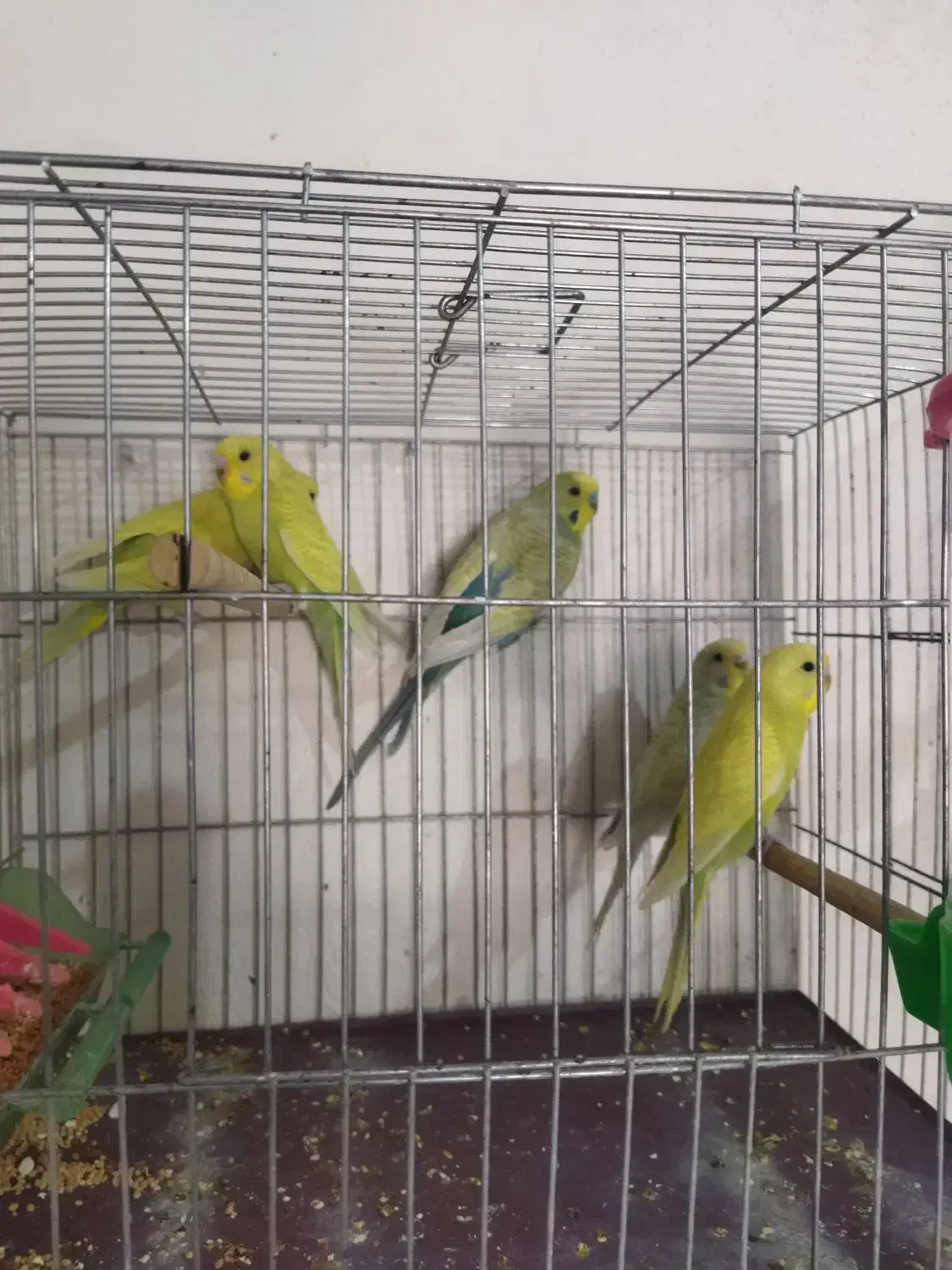 مرغ عشق رنگ خاص|پرنده|سنقر, |دیوار