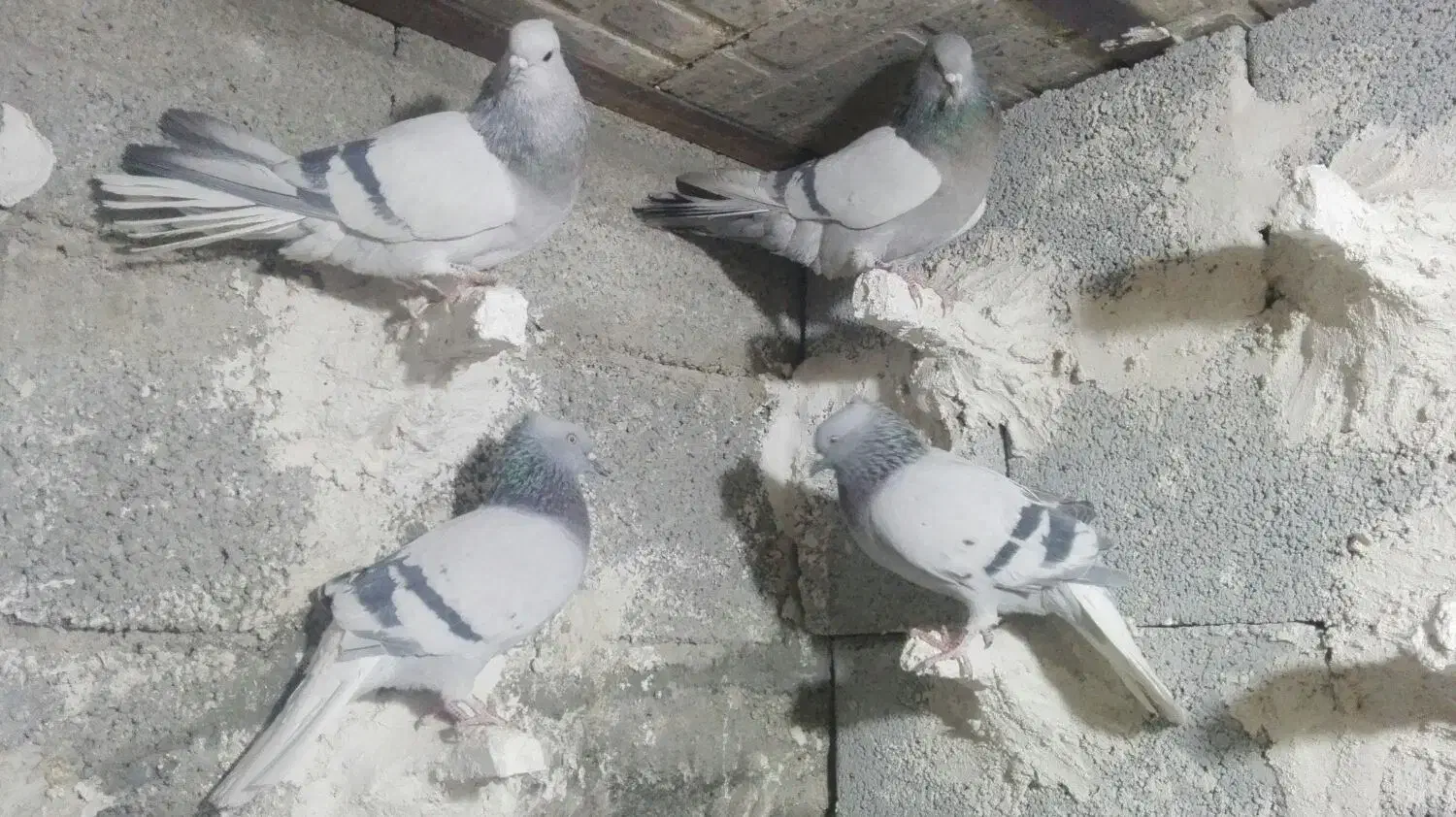 دمسفید کفتر|پرنده|سیدان, |دیوار