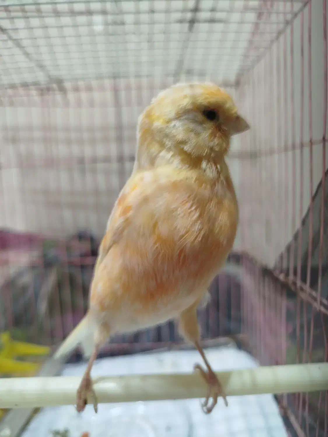 قناری پرتقالی|پرنده|مشهد, هفده شهریور|دیوار