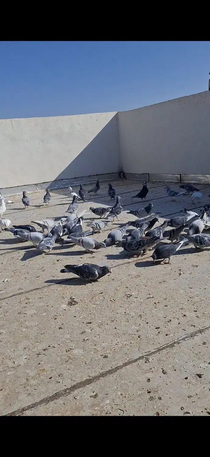کبوتر آلمانی|پرنده|سبزوار, رباط|دیوار