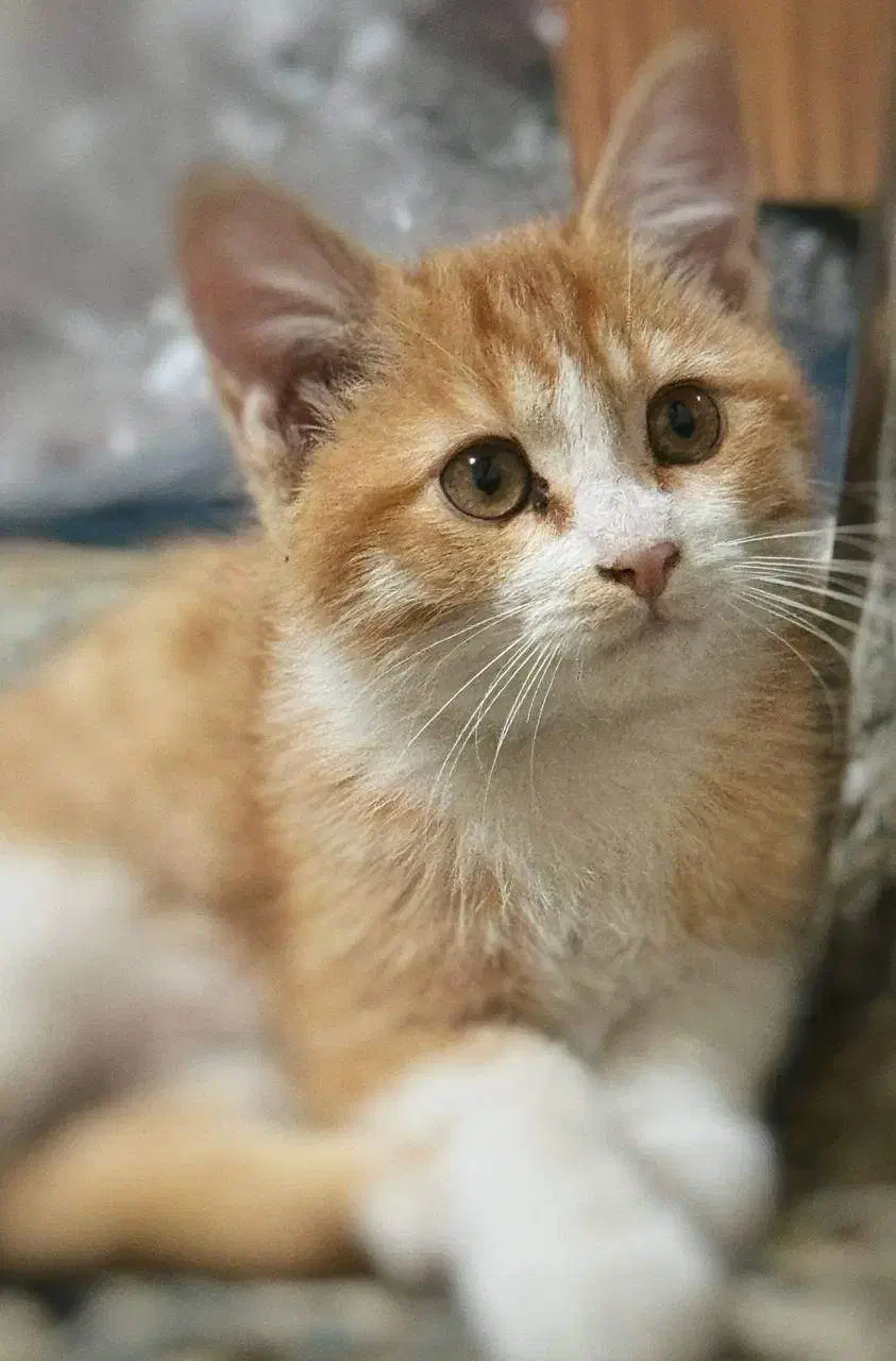 واگذاری گربه ی نر فوری (رایگان)|گربه|یزد, |دیوار