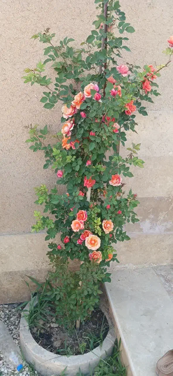 گل اشک ملکه و دیفن|گل و گیاه طبیعی|خمینیشهر, |دیوار