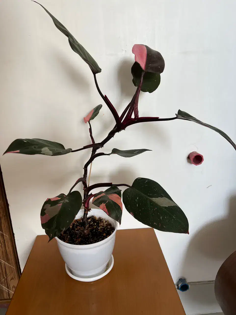 گیاه پینک پرنسس|گل و گیاه طبیعی|شاهرود, |دیوار