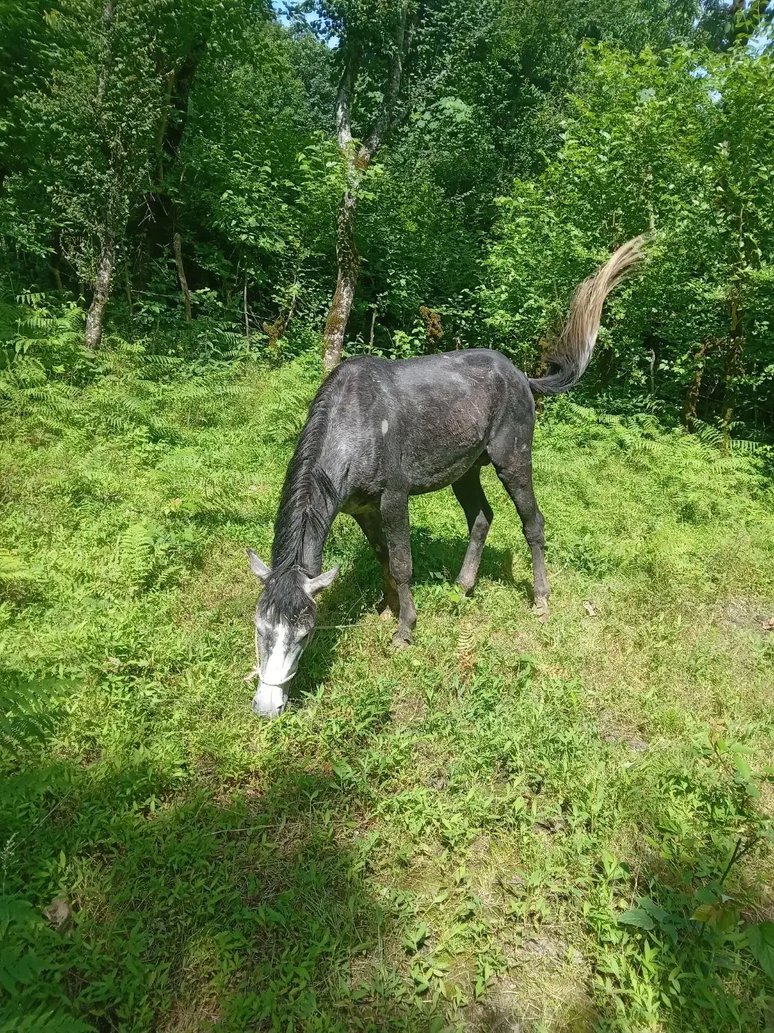 اسب نر|اسب و تجهیزات اسبسواری|لاهیجان, لیل|دیوار