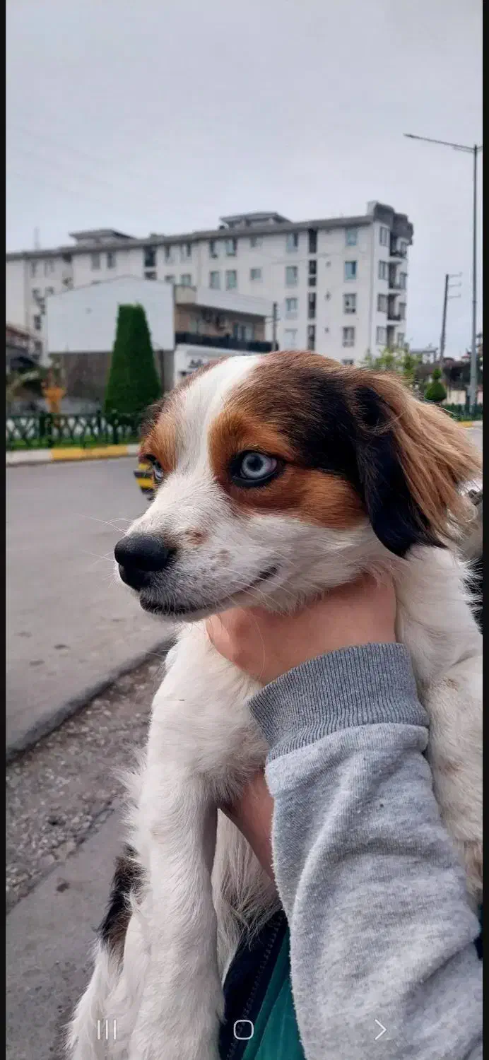 گمشده|حیوانات|چالوس, |دیوار