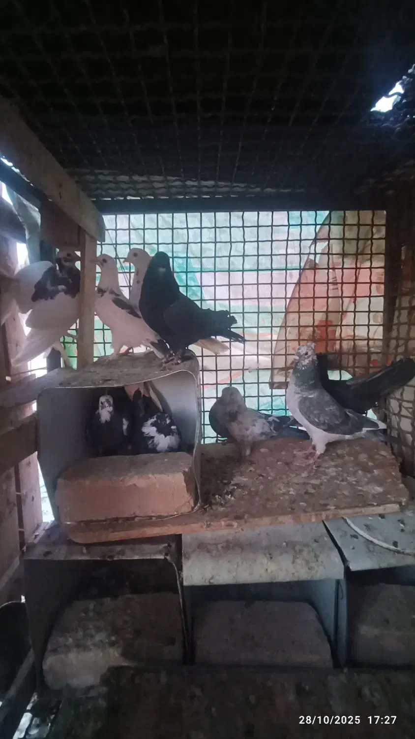 کبوتر|پرنده|سامان, |دیوار