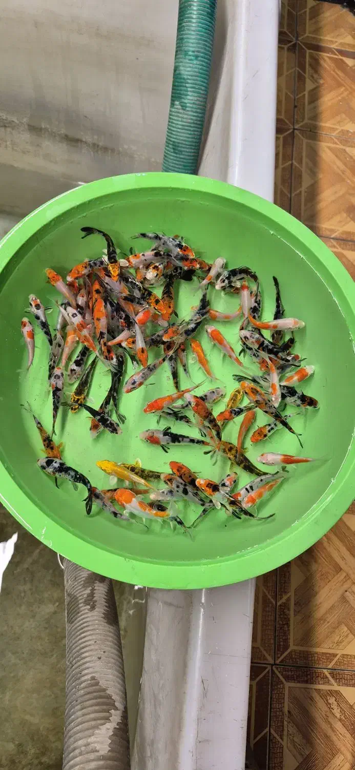 همه سایز کوی|ماهی|شیراز, شهرک بهار|دیوار